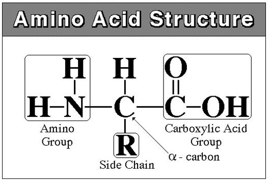 Amino Acid Structure
